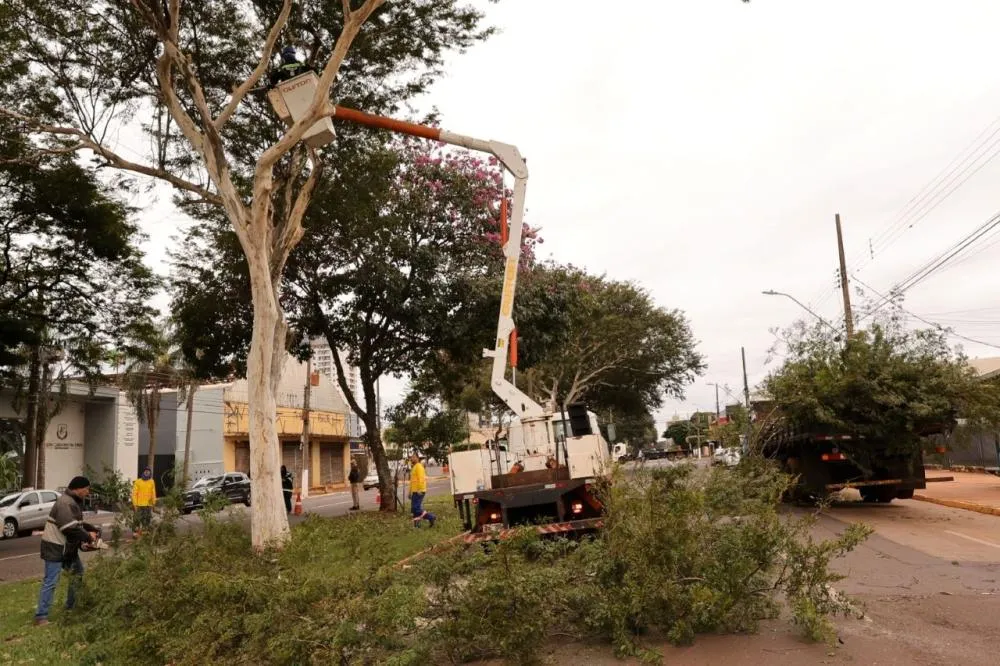 Poda de árvores acontecerá na área central neste feriado de Corpus Christi. Foto: A. Frota